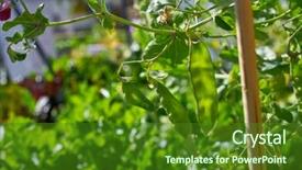  Presentation with orchard - Beautiful PPT theme featuring snow peas in urban homestead backdrop and a  colored foreground