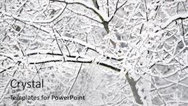  Presentation with beauty - Colorful PPT theme enhanced with trees covered with snow solitude backdrop and a light gray colored foreground