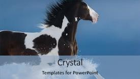  Presentation with white horse - Colorful PPT layouts enhanced with snow white - american paint horse run gallop backdrop and a light blue colored foreground