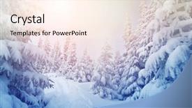  Presentation with white snow - Amazing presentation having snow white - majestic winter trees glowing backdrop and a cream colored foreground
