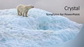 Presentation with polar bear - PPT theme having snow white - polar bear in natural environment background and a light gray colored foreground