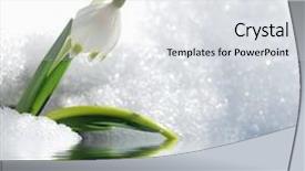  Presentation with snowdrop - Amazing PPT theme having snow white - snowdrop backdrop and a white colored foreground