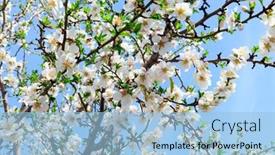  Presentation with almond - PPT theme enhanced with snow-white-almond-flowers background and a  colored foreground