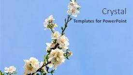  Presentation with white snow - Presentation design consisting of snow-white-almond-flowers background and a light blue colored foreground