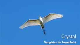  Presentation with white snow - Amazing PPT theme having snow-white-egret-in-flight backdrop and a teal colored foreground