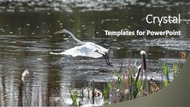  Presentation with white snow - Theme having snow-white-egret background and a dark gray colored foreground
