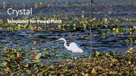  Presentation with fish pond - Amazing theme having snow-white-egret backdrop and a dark gray colored foreground