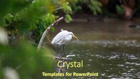  Presentation with white snow - Beautiful PPT layouts featuring snow-white-egret backdrop and a tawny brown colored foreground