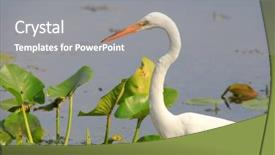  Presentation with lake fish - Audience pleasing slides consisting of snow white egret backdrop and a gray colored foreground