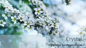  Presentation with breath - Audience pleasing PPT layouts consisting of snow-willow-also-called-baby backdrop and a light blue colored foreground