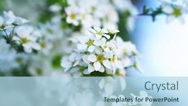  Presentation with breath - Slide deck featuring snow-willow-also-called-baby background and a light blue colored foreground