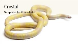  Presentation with white snow - Audience pleasing slide deck consisting of snow yellow contrast honduran milk backdrop and a  colored foreground