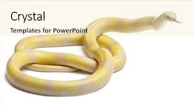  Presentation with beverage soya milk - PPT layouts enhanced with snow yellow contrast honduran milk background and a  colored foreground