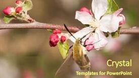  Presentation with apple flower - Colorful slides enhanced with snowberry-clearwing-moth-feeding backdrop and a tawny brown colored foreground
