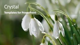  Presentation with snowdrop - Slide deck featuring snowdrop flower in morning dew background and a seafoam green colored foreground