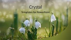  Presentation with snowdrop - Amazing slides having snowdrop flower in nature backdrop and a mint green colored foreground