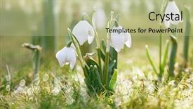  Presentation with snowdrop - Slides enhanced with snowdrops - snowdrop flower in nature background and a mint green colored foreground