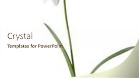 Presentation with snowdrop - Presentation theme enhanced with snowdrop-flower-isolated-on-white background and a cream colored foreground