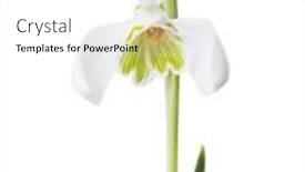  Presentation with snowdrop - Slide deck featuring snowdrop-flower-isolated-on-white background and a white colored foreground