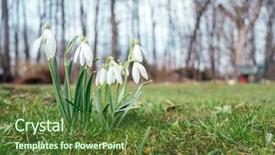 Presentation with snowdrop - Slide set consisting of snowdrops - snowdrop flower on spring meadow background and a  colored foreground