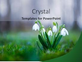 Snowdrop Flower On Spring Meadow PPT template 81 | CrystalGraphics