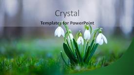  Presentation with snowdrop - PPT theme having snowdrop-flower-on-spring-meadow background and a light blue colored foreground