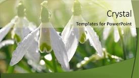  Presentation with snowdrop - Theme featuring snowdrop flower with morning dew background and a blonde colored foreground