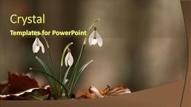  Presentation with snowdrop - Theme consisting of snowdrop-flowers-on-spring-meadow background and a tawny brown colored foreground