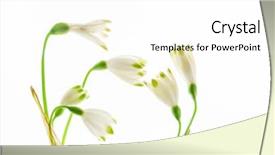  Presentation with snowdrop - Cool new PPT layouts with snowdrops - snowdrop flowers on the white backdrop and a white colored foreground