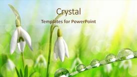  Presentation with snowdrop - Colorful PPT theme enhanced with snowdrop flowers with dewy grass backdrop and a cream colored foreground