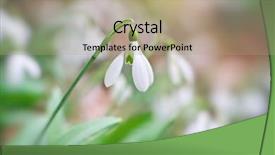  Presentation with snowdrop - Colorful slide deck enhanced with snowdrops - snowdrop in forest spring nature backdrop and a coral colored foreground
