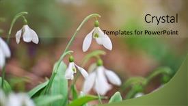  Presentation with snowdrop - Audience pleasing slides consisting of snowdrops - snowdrop in forest spring nature backdrop and a coral colored foreground