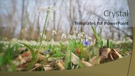  Presentation with snowdrop - Theme with snowdrop-in-forest-spring-nature background and a lemonade colored foreground