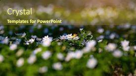  Presentation with snowdrop - Presentation theme with snowdrop-nemerosa-ground-level-view background and a tawny brown colored foreground