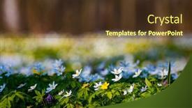  Presentation with snowdrop - Colorful PPT theme enhanced with snowdrop-nemerosa-ground-level-view backdrop and a tawny brown colored foreground