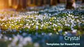  Presentation with snowdrop - PPT theme featuring snowdrop-nemerosa-ground-level-view background and a ocean colored foreground