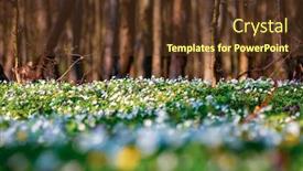  Presentation with snowdrop - PPT theme enhanced with snowdrop-nemerosa-ground-level-view background and a tawny brown colored foreground