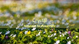  Presentation with snowdrop - Presentation design having snowdrop-nemerosa-ground-level-view background and a tawny brown colored foreground