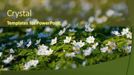  Presentation with snowdrop - Audience pleasing PPT layouts consisting of snowdrop-nemerosa-ground-level-view backdrop and a tawny brown colored foreground