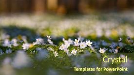  Presentation with snowdrop - Slides featuring snowdrop-nemerosa-ground-level-view background and a tawny brown colored foreground