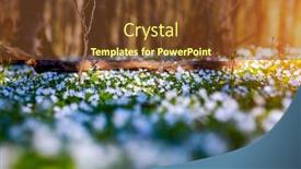  Presentation with snowdrop - Cool new presentation theme with snowdrop-nemerosa-ground-level-view backdrop and a tawny brown colored foreground