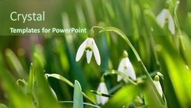  Presentation with snowdrop - PPT theme having snowdrop-spring-flowers-on-green background and a tawny brown colored foreground