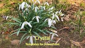  Presentation with close up of cinnamon roll - Colorful presentation theme enhanced with snowdrops close up in springtime backdrop and a tawny brown colored foreground