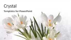  Presentation with dust of snow - Beautiful theme featuring snowdrops in snow backdrop and a white colored foreground