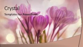  Presentation with season - Audience pleasing slide deck consisting of snowdrops in spring season backdrop and a coral colored foreground