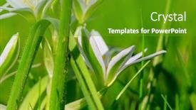  Presentation with season - PPT theme enhanced with snowdrops-in-spring-season background and a tawny brown colored foreground