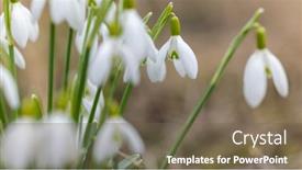  Presentation with czech republic - Slides having snowdrops-podyji-southern-moravia-czech background and a tawny brown colored foreground