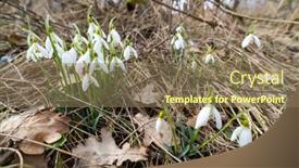  Presentation with czech republic - Theme featuring snowdrops-podyji-southern-moravia-czech background and a coral colored foreground