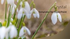  Presentation with czech republic - Presentation design enhanced with snowdrops-podyji-southern-moravia-czech background and a coral colored foreground