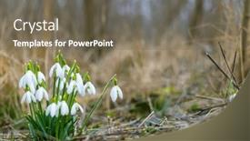  Presentation with czech republic - Presentation theme consisting of snowdrops-podyji-southern-moravia-czech background and a gray colored foreground
